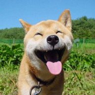 Alphawolfdog